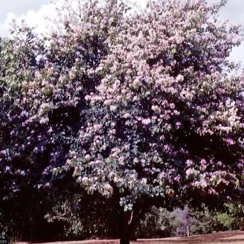 thumbnail for publication: Bauhinia purpurea: Purple Orchid-Tree